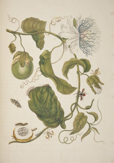 Tafel XXI aus Metamorphosis Insectorum Surinamensium von Maria Sibylla Merian, 1705 von Unknown
